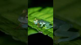 The Glass Frog 🐸 – The Frog You Can See Right Through🌿 [upl. by Adnolor]