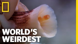 The Deadly Cone Snail  Worlds Weirdest [upl. by Pleasant]