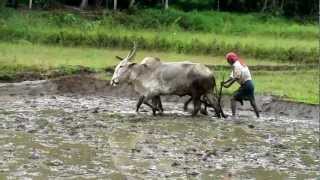 Ploughing with oxen [upl. by Nuahsor]