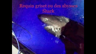 Requin shark des abysses ou griset [upl. by Nnylak]