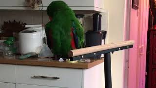 Talking Eclectus Parrot [upl. by Osborne]