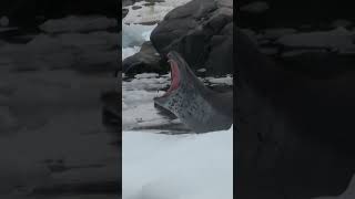 Spectacular Leopard Seal Footage An Antarctic Adventure [upl. by Akere]