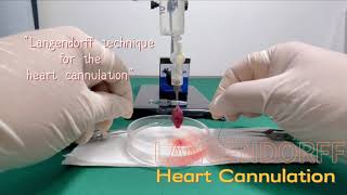 Langendorff technique for the heart cannulation shorts [upl. by Anikal]