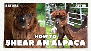 Alpaca Shearing  Everything YOU Need To Know [upl. by Flaherty]