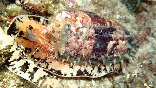 Conus geographus  Geography Cone  Географический конус  Most dangerous mollusk [upl. by Enilekcaj]