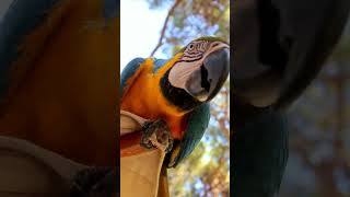 Parrots Singing Relaxing Sounds of Natures Mimics [upl. by Lehte]