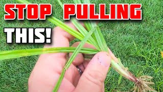 SECRETS to stopping Nutsedge [upl. by Biddy]