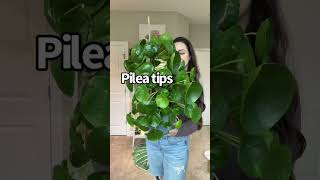 My Pilea Peperomioides Care Tips [upl. by Anirbus]