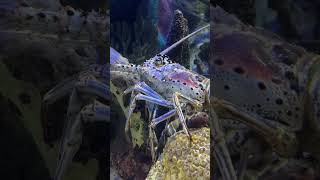 Beautiful tail Spiny Lobster lobster floridatravel boating [upl. by Wilden]