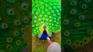 Peacock peacocking nature birdsoun bollywood song [upl. by Wurtz]