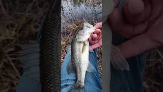 Arkansas Pond Bass 4 of 5 [upl. by Selmner284]