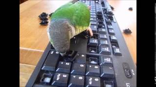 ホオミドリウロコインコは知能が高い・キーボードのkeyを外す凄技greencheekedconurekeyboardkeytakeoff1m04s [upl. by Aihsenor828]