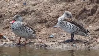 Cape teal Anas capensis at Safarihoek  Namibia  africamcom [upl. by Sancha]