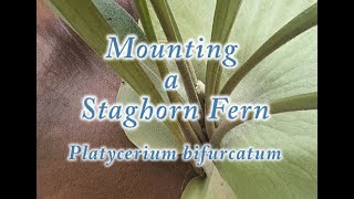 Mounting a Young Staghorn Fern to a Living Tree [upl. by Adnuahsal]