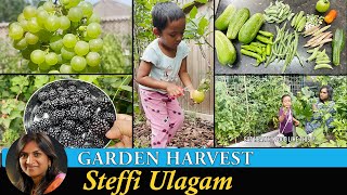 Harvesting Vegetables from the Garden in Tamil  காய்கறி அறுவடை  Steffi Ulagam [upl. by Nivel679]