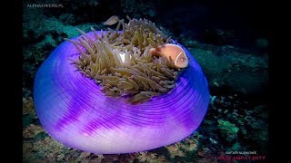 Nurkowanie Raja Ampat Misool  safari nurkowe ALPHADIVERS 2017 [upl. by Ldnek]