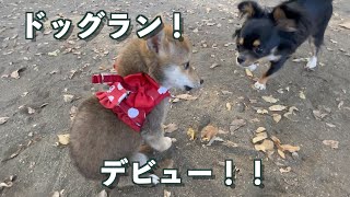 ビビリ子犬のドッグランデビュー！と、心配性の緑のおじさん！ [upl. by Quentin]