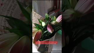 GerberaAnthurium aro Lilium Bibal rang Horticulture farm Samgong Williamnagar williamnagar [upl. by Utter658]