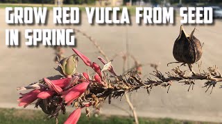 Grow Red Yucca from Seed in Spring [upl. by Irvine]