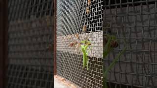 Praying Mantis Attacks Japanese Honeybees A Brave Rescue Attempt [upl. by Aciretahs]