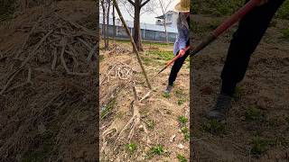 Help with spring ploughing and spread the use of agricultural tools viralvideo 😱 [upl. by Enotna163]