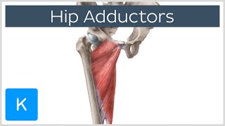 Anatomy of the Hip Adductor Muscles  Human Anatomy  Kenhub [upl. by Aydiv806]