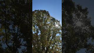 We Shall Come Rejoicing Bringing in the Sheaves gospel harp nature asmr hymns christianmusic [upl. by Vachill869]