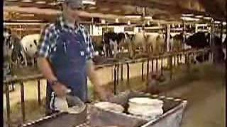 What Dairy Cows Eat Video [upl. by Jerrylee]