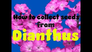 How to collect seed from Dianthus [upl. by Roos]