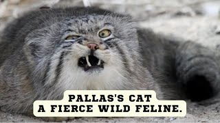 Pallass cat a fierce wild feline [upl. by Hannus]