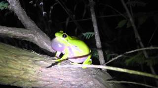 Hyla cinerea Green Tree Frog calling [upl. by Pammi]