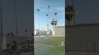 Trimming palms at terminal island treeservice arboleros longbeach lawntok [upl. by Older943]