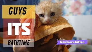 New Born kitten bathing tips  പൂച്ചക്കുട്ടിയെ safe ആയി എങ്ങനെ കുളിപ്പിക്കാം [upl. by Meurer985]