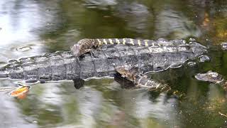 Florida Gator with Her 3 Babies [upl. by Schoenfelder401]