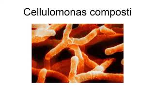 Cellulomonas Composti [upl. by Selrhc]