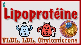 Lipoprotéines  VLDL HDL LDL Chylomicrons Cholestérol [upl. by Amador886]