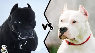 PITBULL VS DOGO ARGENTINO  Who is more powerful [upl. by Austine]