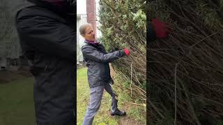 How Do You Prune An Overgrown Yew Shrub [upl. by Ycat377]