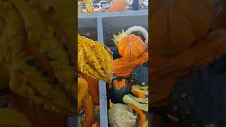 Spooky pumpkin youtubeshorts viralvideos scary creepy horrorstories halloween trending funny [upl. by Adena741]