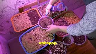 Homegrown Gardners Love to grow vegies watch our videos and subscribe homegardening [upl. by Nalra]