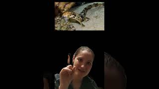 Fish Fact Friday 20  Epaulette Shark FishFactFriday fishtalk FishGirl Fish SharkSeptember [upl. by Bordy]