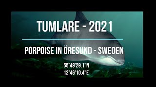 Tumlare i Öresund 2021  Porpoise in Öresund [upl. by Korman419]