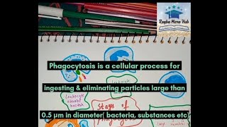 what is Phagocytosis 6 stages of phagocytosis phagocytosis microbiology immunity [upl. by Sieber]