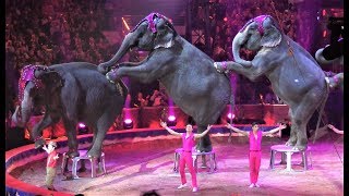 Gärtner Family  Elephant Show  Bronze Clown  MonteCarlo 2019 [upl. by Adnawed]