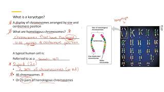 Karyotype 1 [upl. by Paloma]