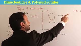 Dinucleotide  Polynucleotide  nucleic acid class 11 Biology  Biological Molecules [upl. by Namwob]