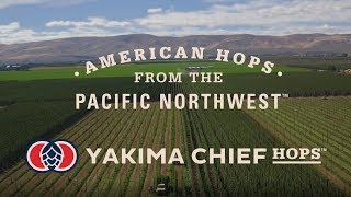 Yakima Chief Hops Overview [upl. by Eob734]