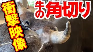 【衝撃映像】牛の除角（角切り）をモザイクなしで公開します！ [upl. by Rehpinnej311]