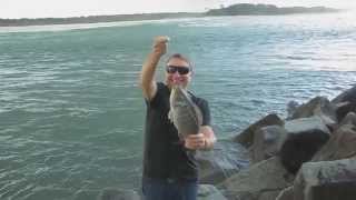 Luderick at the Noosa River mouth [upl. by Solracsiul]