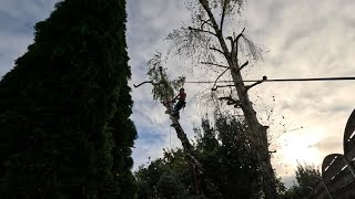 ⚠️Démontage de bouleau étêter horreur arborist jardin echostihl astucetreelifenature [upl. by Donoghue756]